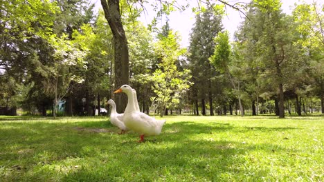 tres curiosos patos blancos buscando comida y caminando por el parque