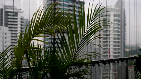 areca palm plant leaves fluttering in wind on high rise balcony