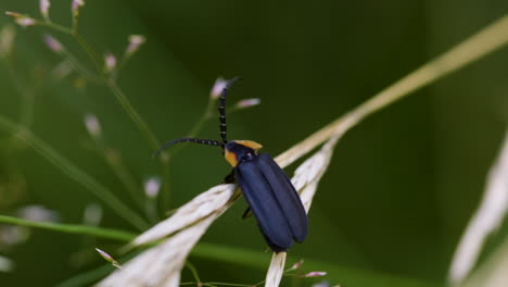 Black Firefly insect crawling on dry grass against a green background during summer