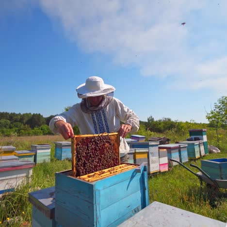 apiculture. beekeeper inspects bees in wooden hive. beehives on summer nature background. worker in protective hat with frame on apiary.