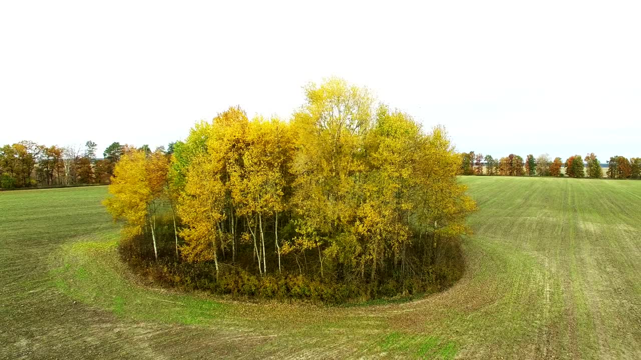4k 공중. 농업 현장에서 노란색 나무 그룹을 둘러싸고