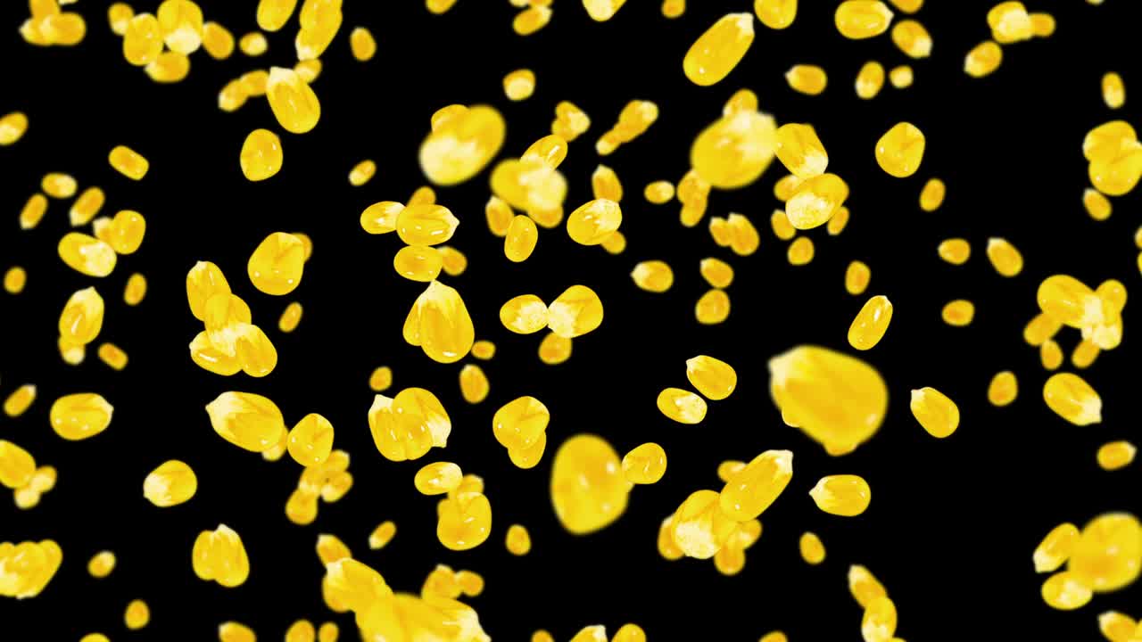 검은색 바탕에 많은 옥수수 어리를 날려. 노란색 달한 옥수스 씨. 채식주의자. 건강한 음식. 옥수수가 회전하는 3d 루프 애니메이션.