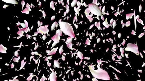 pink lotus petals flying.