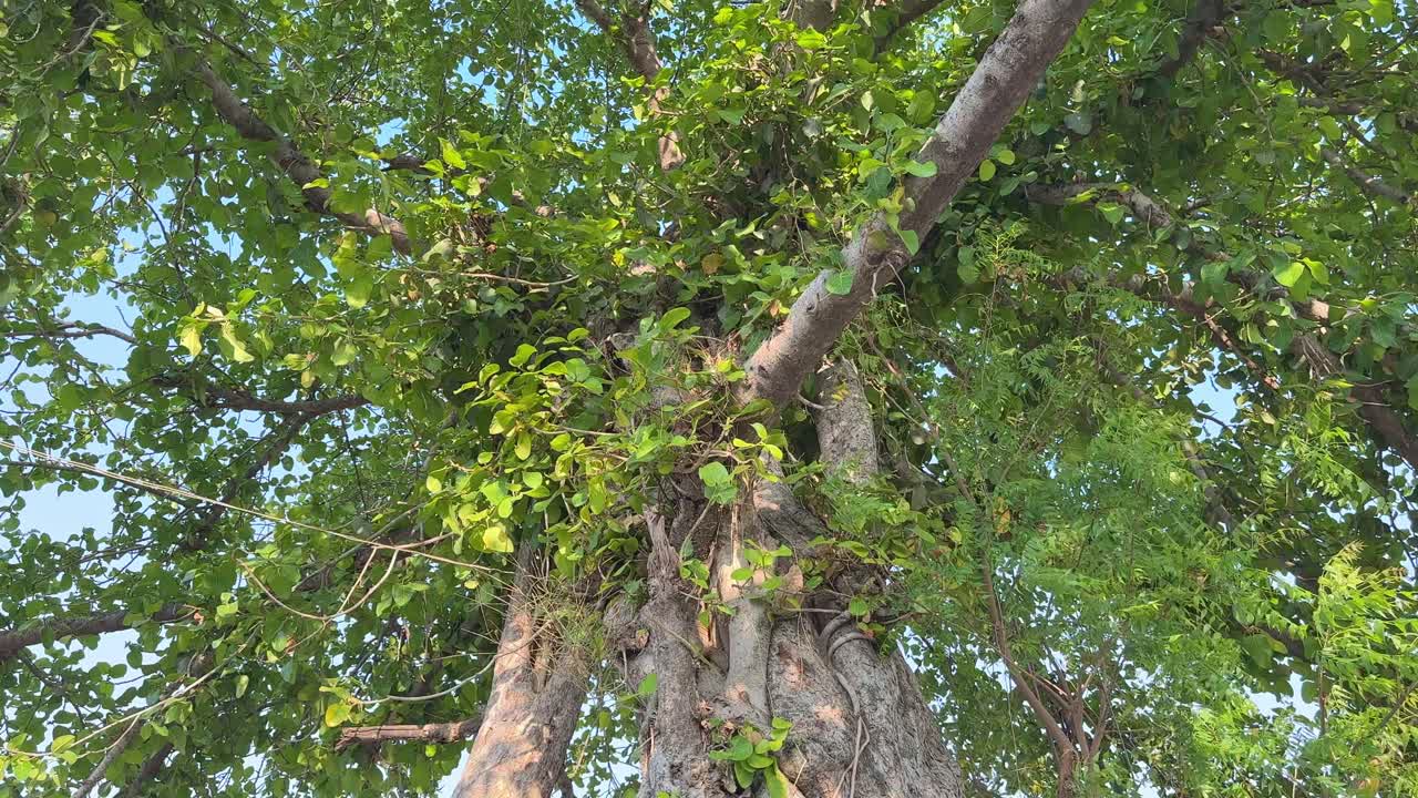 Tilt up shot showing Trunk of a tall banyan tree (Ficus benghalensis) is the national tree of the Republic of India and considered to be most sacred tree of india