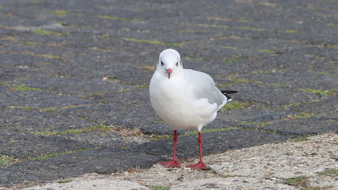 gaviota de cabeza negra, chroicocephalus ridibundus, posado en el suelo
