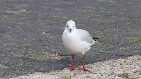 Black-Headed-Gull,-Chroicocephalus-ridibundus,-perched-on-ground