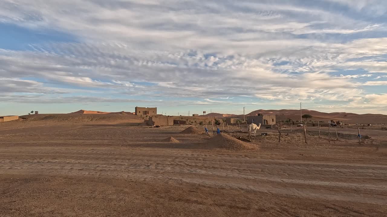 Cammello in un villaggio desertico sabbioso di Merzouga, in Marocco, in una giornata di sole. Campo lungo.