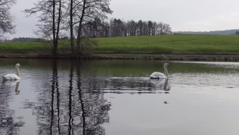 Two-white-swans-swimming-and-gliding-on-a-lake