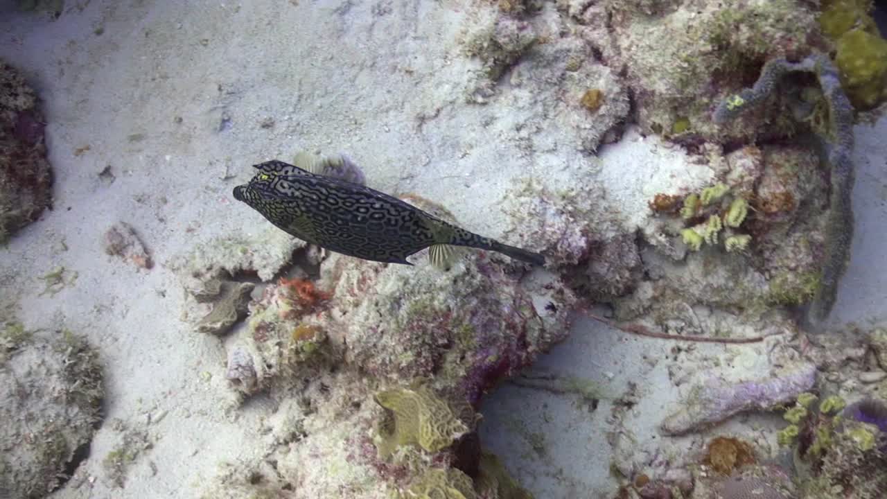 pez vaca panal desde arriba