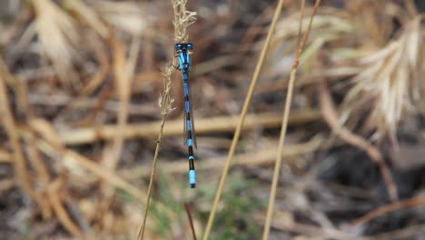 closeup view of blue damselfly insect on stem of tall dry grass