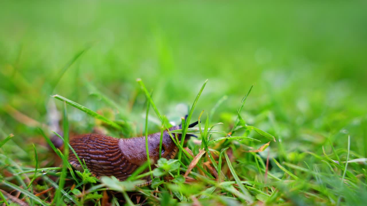 Brown slimy Spanish slug creeping slowly in lush green grass CLOSE-UP