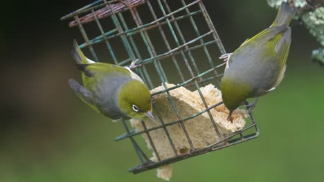 Two-silvereye-birds-feed-on-bread-in-a-bird-feeder-in-New-Zealand-where-they-Tauhou-are-common-garden-birds