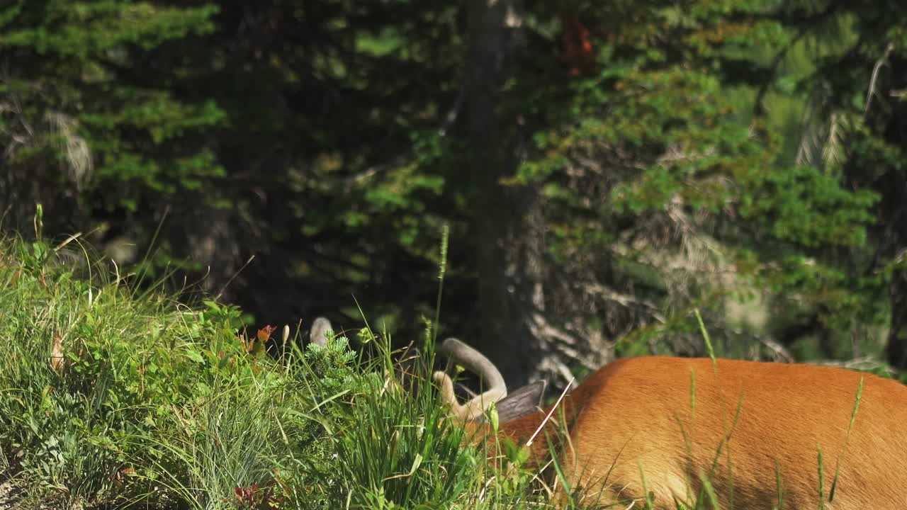 un hermoso ejemplo de un ciervo bura pastando en lo alto de las áreas alpinas de logan pass en el sendero highline en el parque nacional de los glaciares montana