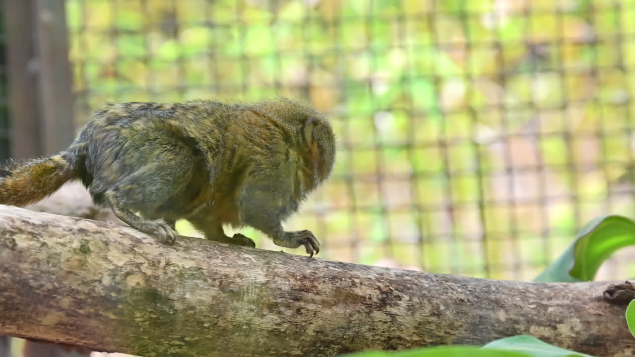 A pygmy marmoset walking walking on a branch in Terra Natura Zoo in Benidorm, Spain