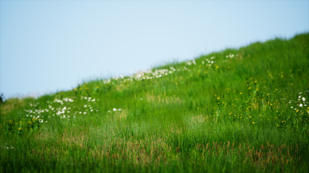 푸른 하늘 아래 초록색 신선한 풀 ⁇