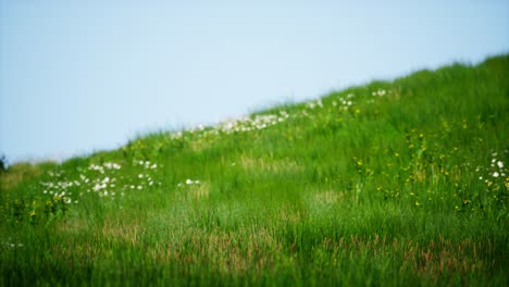 champ d'herbe verte fraîche sous le ciel bleu