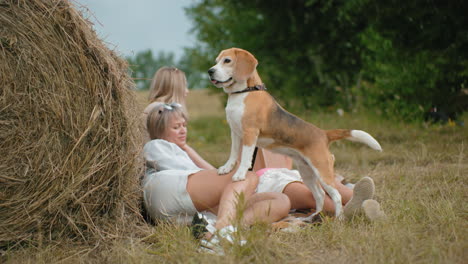 thoughtful dog stands on owner legs while she relaxes in open countryside, leash held gently as dog appears ready to take off, warm summer tones highlight peaceful outdoor bonding moment