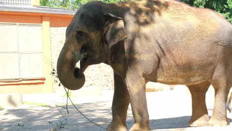 witness an elephant gracefully foraging for leaves in its zoo enclosure, using its trunk with skill. the scene captures the gentle giants charm as it plays with a stick