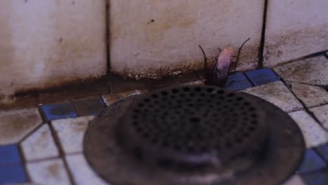 a common american cockroach forcing itself into a filthy covered drain pipe - close up