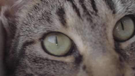 tabby cat macro shot of eyes looking around at surroundings