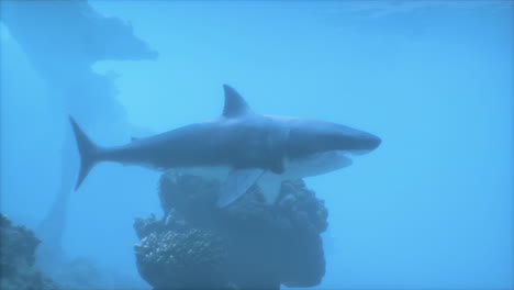 gran tiburón blanco nadando en el océano