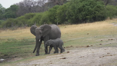 a baby elephant calf running to catch up with her mother