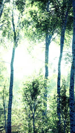 sunlight filtering through birch trees in a forest