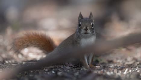 adorable squirrel on the ground stopping to look at the camera - close up slowmo