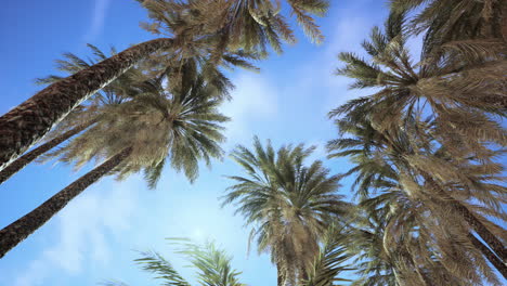 Palm-trees-vintage-toned-perspective-view-to-the-sky