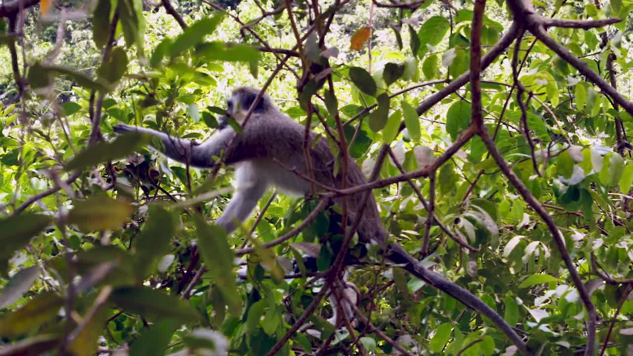 hermosa vista del mono en la reserva de abuko, gambia