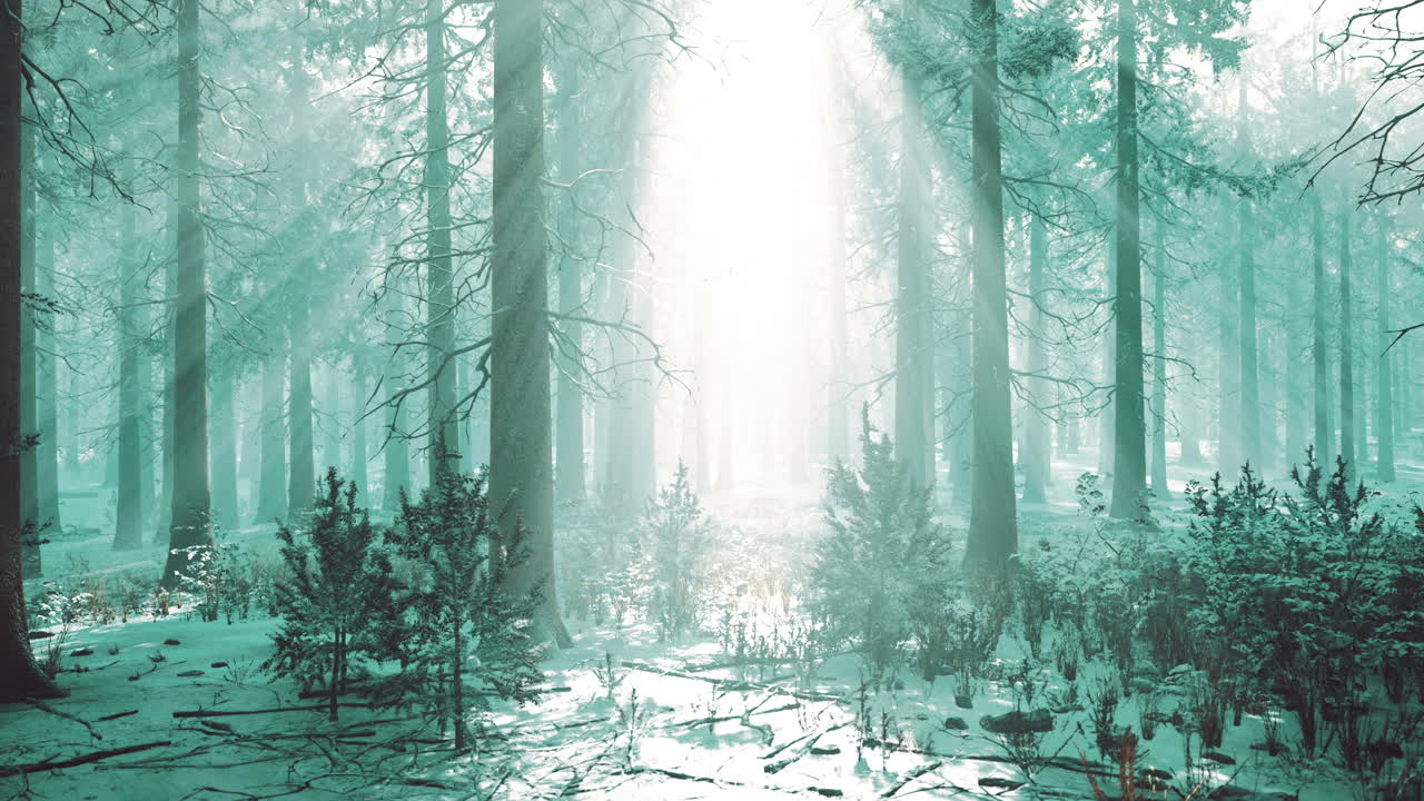 winter foggy beech and spruce forest scene