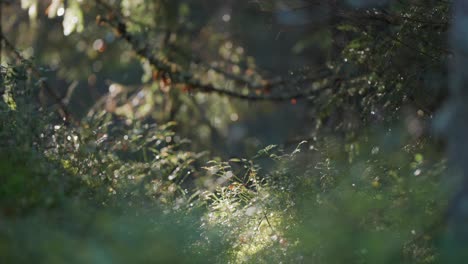 the sunlight filters through the canopy and illuminates the lush undergrowth stren with beads of morning dew