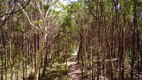 Steigende-Drohnenaufnahmen-Durch-Und-über-Dem-Walddach-Im-Wombat-State-Forest-In-Der-Nähe-Von-Trentham,-Victoria,-Australien