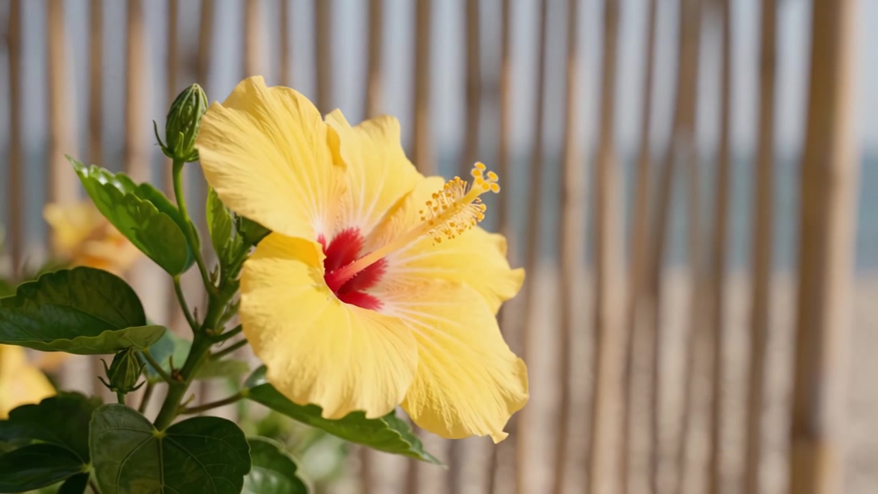 Bellissimo fiore di ibisco giallo con centro rosso su uno sfondo naturale di bambù e spiaggia, catturando l'essenza della serenità tropicale e del calore.