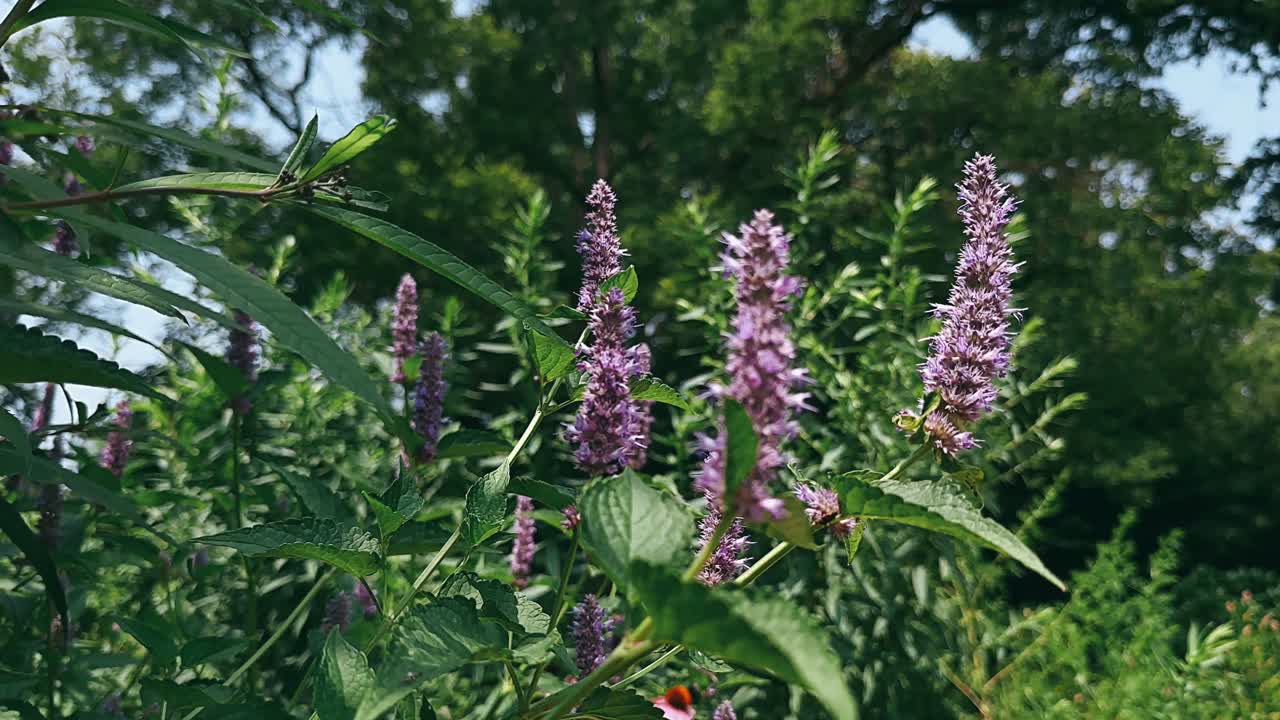 flores de color púrpura en un jardín