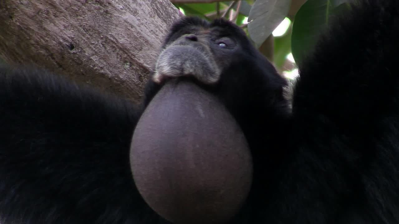 un gibón siamang de indonesia cuelga de un árbol e infla su barbilla