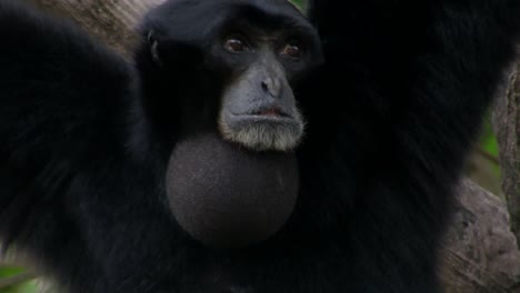 un gibón siamang de indonesia cuelga de un árbol e infla su barbilla