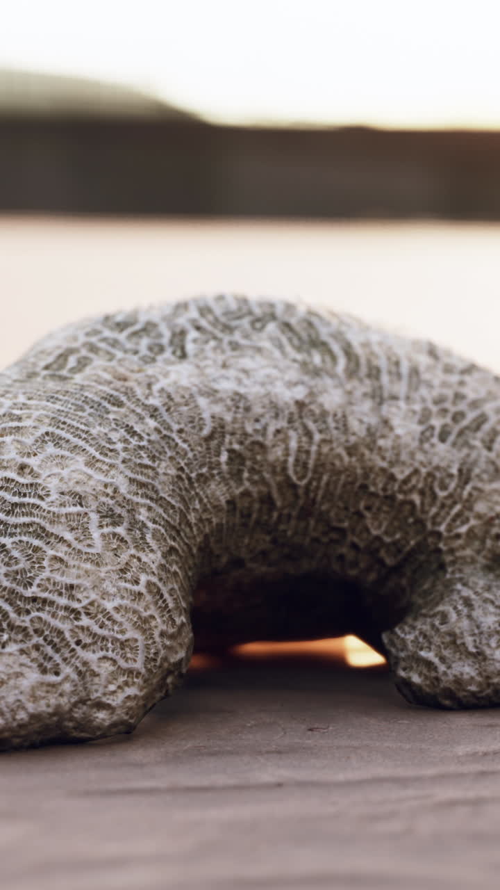 Primer plano de un coral