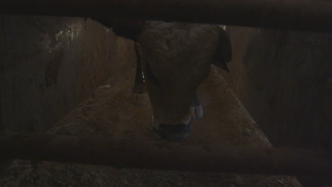 a bull kicks up dust with his hooves in the sunlight before a rodeo event in texas.
