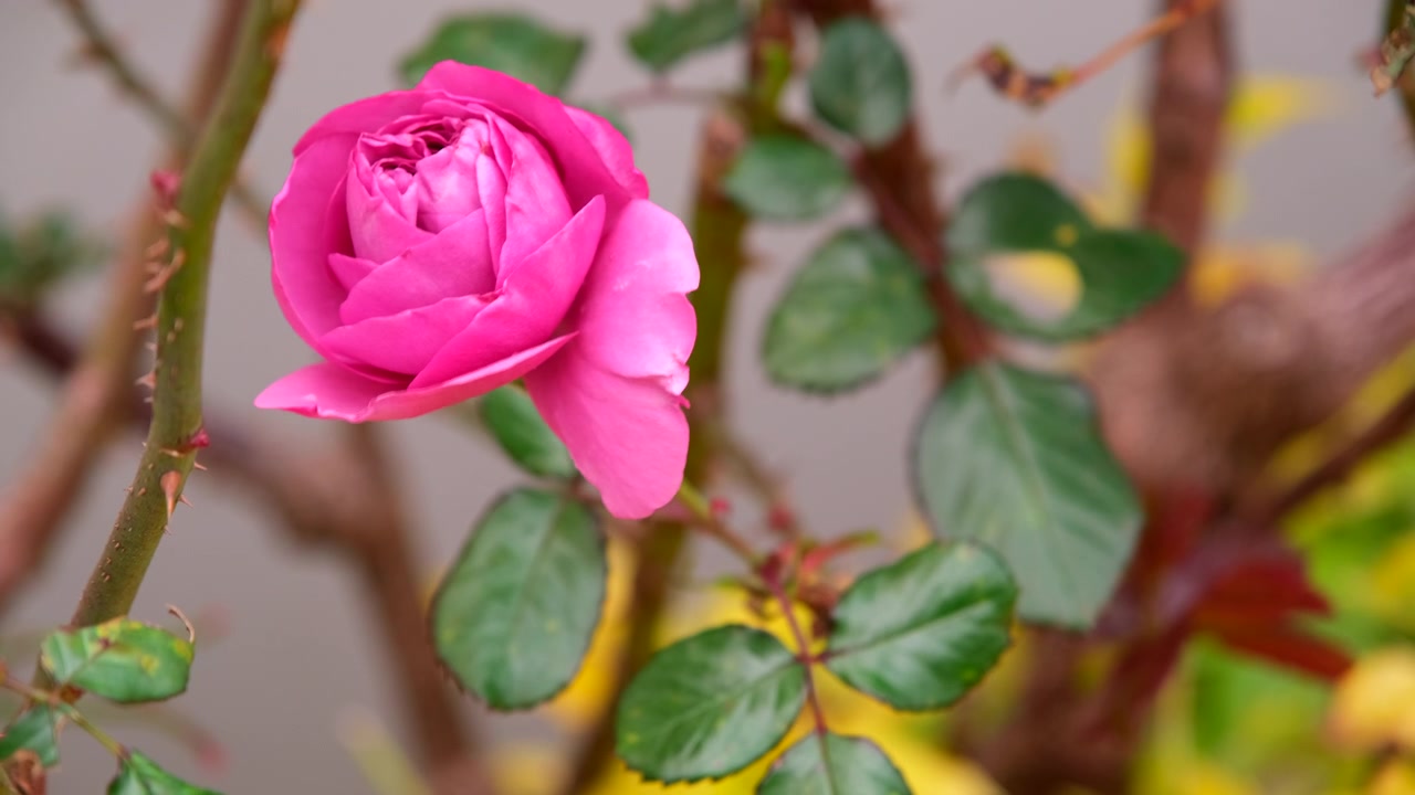 Delicados pétalos rosados de rosa en flor en el jardín, meciéndose con la brisa