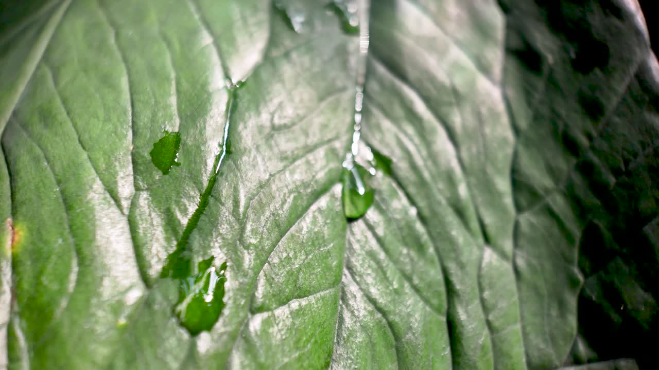 Close up of water drops glistening on a vibrant green tropical leaf, showcasing nature's intricate patterns