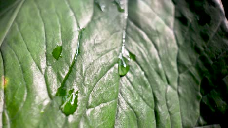 close up of water drops glistening on a vibrant green tropical leaf, showcasing nature's intricate patterns