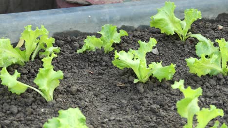 planting lettus leaf in a garden ,