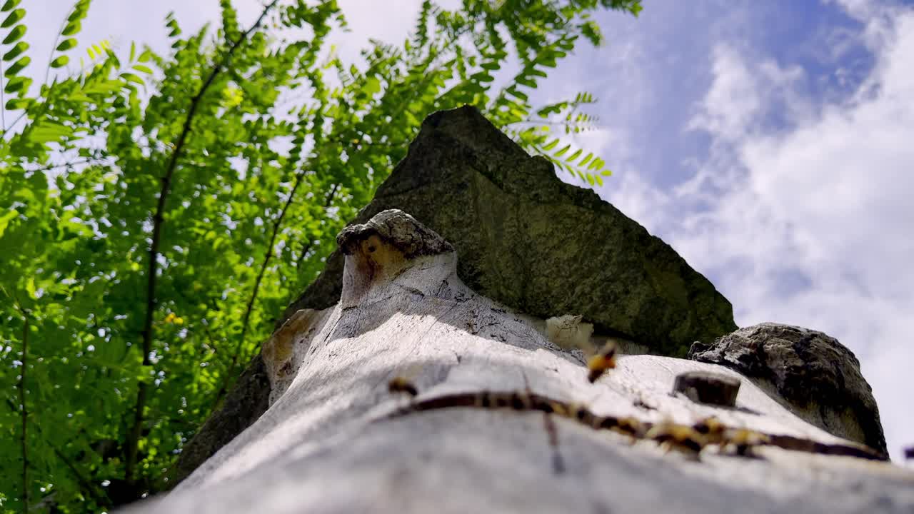 Bees fly around the base of a tall tree hive under a bright spring sky.