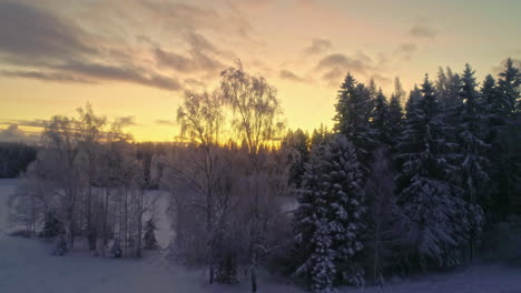 Atemberaubender-Dolly-Riser-über-Gefrorenen-Bäumen-In-Der-Wildnis,-Verschneite-Winterlandschaft-Mit-Goldenem-Sonnenuntergang-Am-Horizont