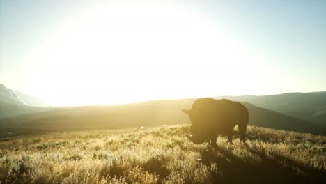 rhino standing in open area during sunset