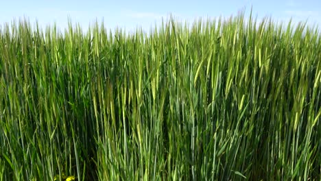 green barley field, oats in the field