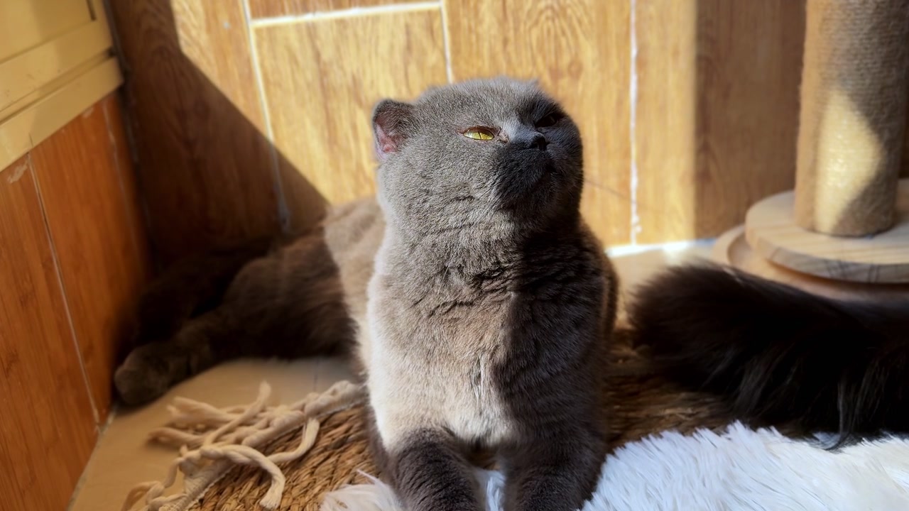 Un gatto Scottish Fold grigio riposa su un tappeto testurizzato in un ambiente domestico illuminato dal sole. Il felino, con le sue caratteristiche orecchie piegate e gli occhi dorati, siede tranquillamente contro una parete rivestita in legno durante il giorno.