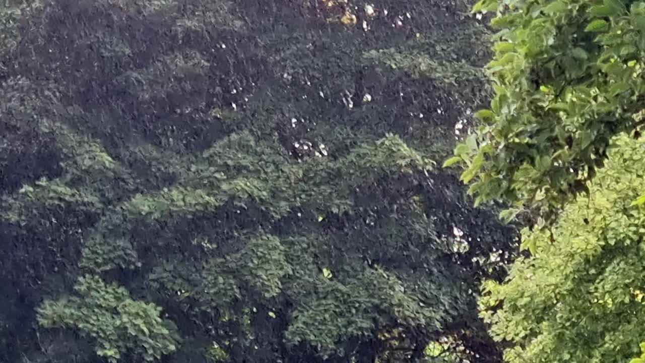 Wet woodland trees during heavy rain shower down pour in the British summertime