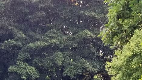 Wet-woodland-trees-during-heavy-rain-shower-down-pour-in-the-British-summertime